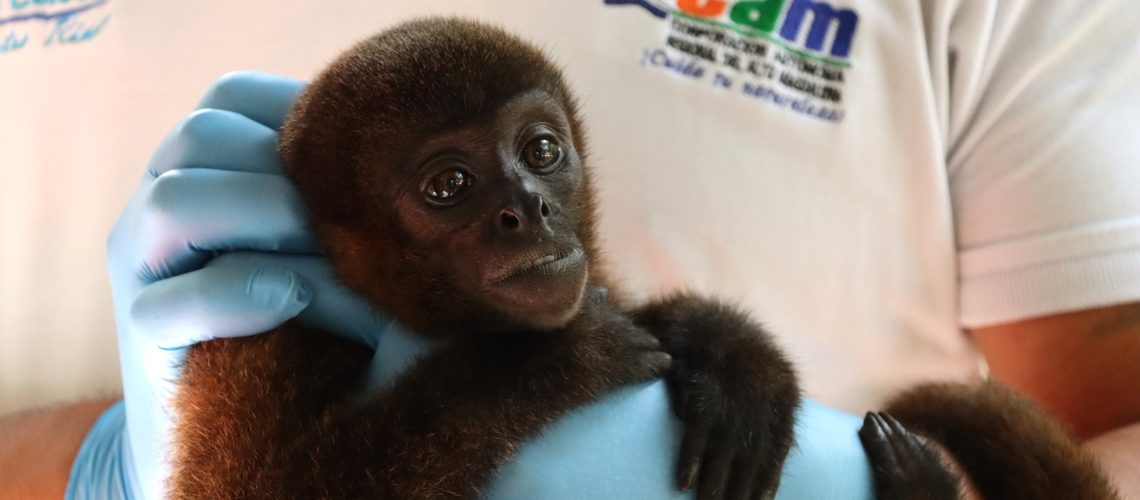En rehabilitación mono churuco que era tenido como mascota en Tello, Huila
