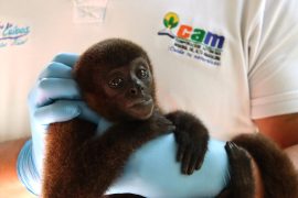 En rehabilitación mono churuco que era tenido como mascota en Tello, Huila