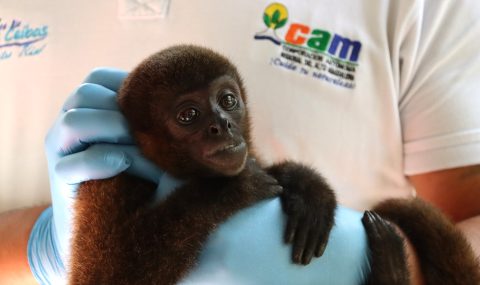 En rehabilitación mono churuco que era tenido como mascota en Tello, Huila
