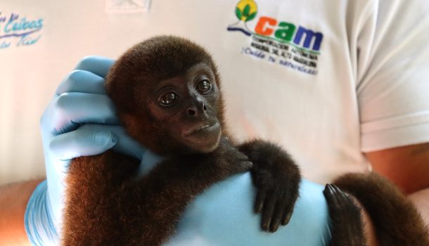 En rehabilitación mono churuco que era tenido como mascota en Tello, Huila