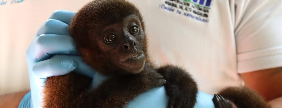 En rehabilitación mono churuco que era tenido como mascota en Tello, Huila