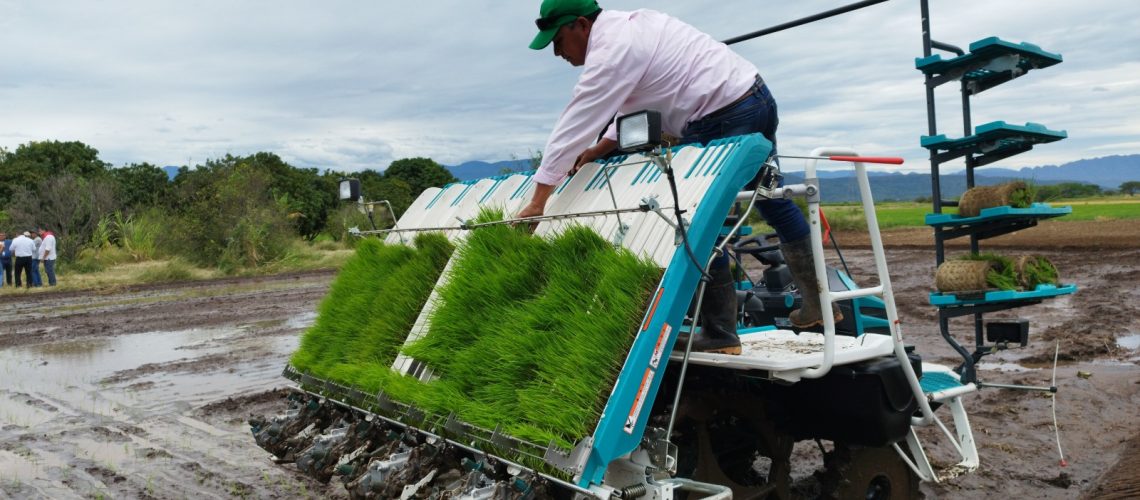 Gobernación le apuesta al trasplante mecanizado de arroz: una gran alternativa para reducir costos de producción