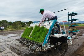 Gobernación le apuesta al trasplante mecanizado de arroz: una gran alternativa para reducir costos de producción