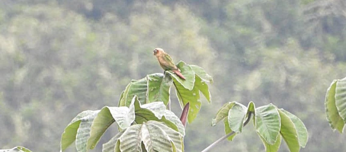 Nueva especie de ave fue registrada en el Huila