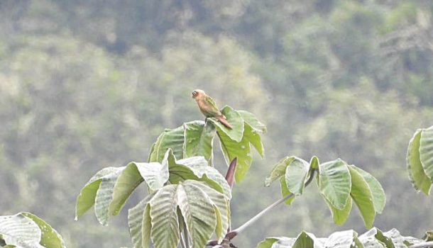 Nueva especie de ave fue registrada en el Huila