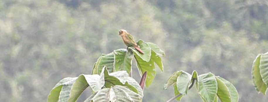 Nueva especie de ave fue registrada en el Huila