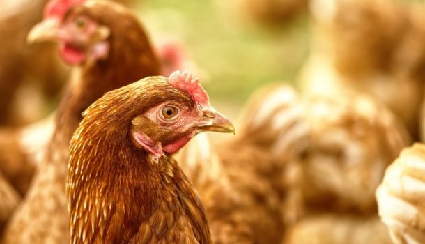 Sector avícola del Huila sella alianza por la sostenibilidad