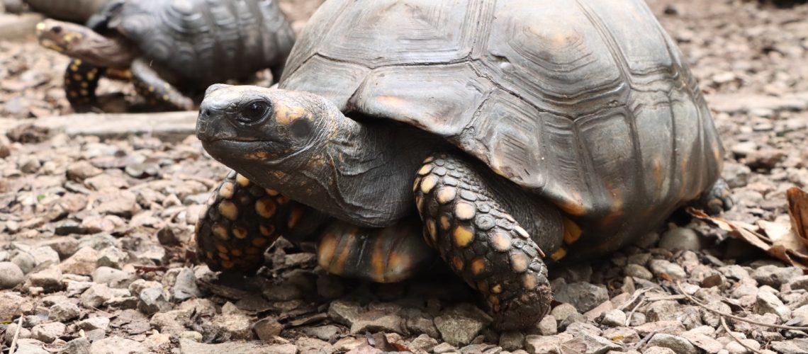Estas son las especies silvestres más traficadas en el Huila en Semana Santa