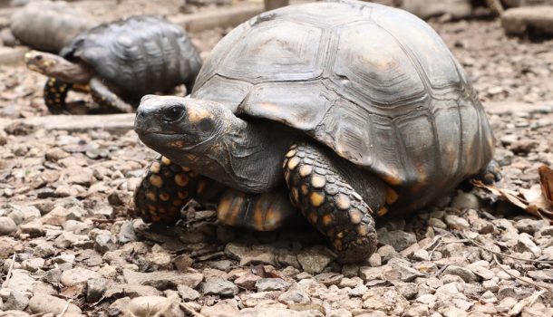 Estas son las especies silvestres más traficadas en el Huila en Semana Santa