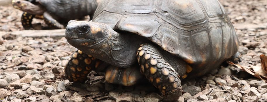 Estas son las especies silvestres más traficadas en el Huila en Semana Santa
