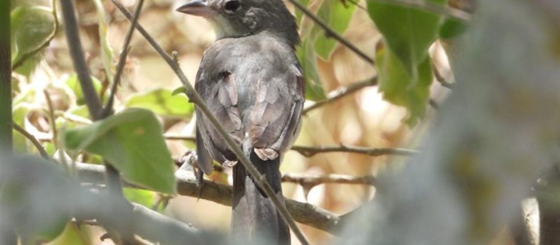 Ecopetrol fortalece la protección de la biodiversidad en Huila con el proyecto Dina T – Palogrande