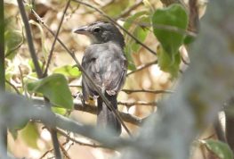 Ecopetrol fortalece la protección de la biodiversidad en Huila con el proyecto Dina T – Palogrande