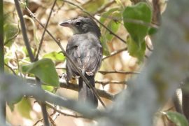 Ecopetrol fortalece la protección de la biodiversidad en Huila con el proyecto Dina T – Palogrande