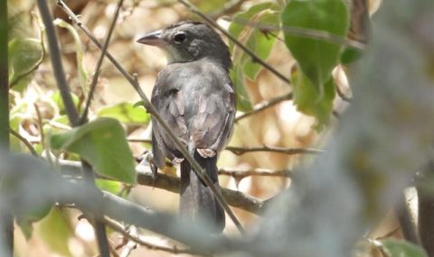 Ecopetrol fortalece la protección de la biodiversidad en Huila con el proyecto Dina T – Palogrande