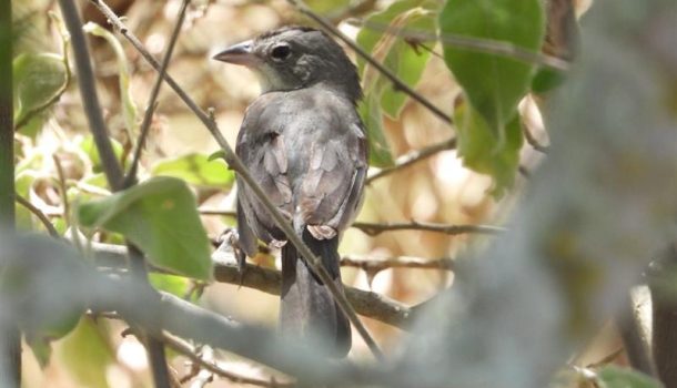 Ecopetrol fortalece la protección de la biodiversidad en Huila con el proyecto Dina T – Palogrande