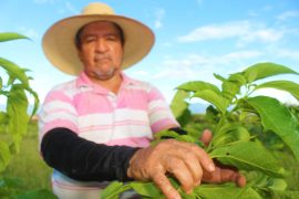 Grupo Ecopetrol siembra más de 615 mil árboles en Huila entre 2018 y 2025