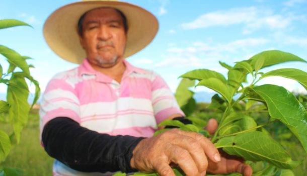 Grupo Ecopetrol siembra más de 615 mil árboles en Huila entre 2018 y 2025