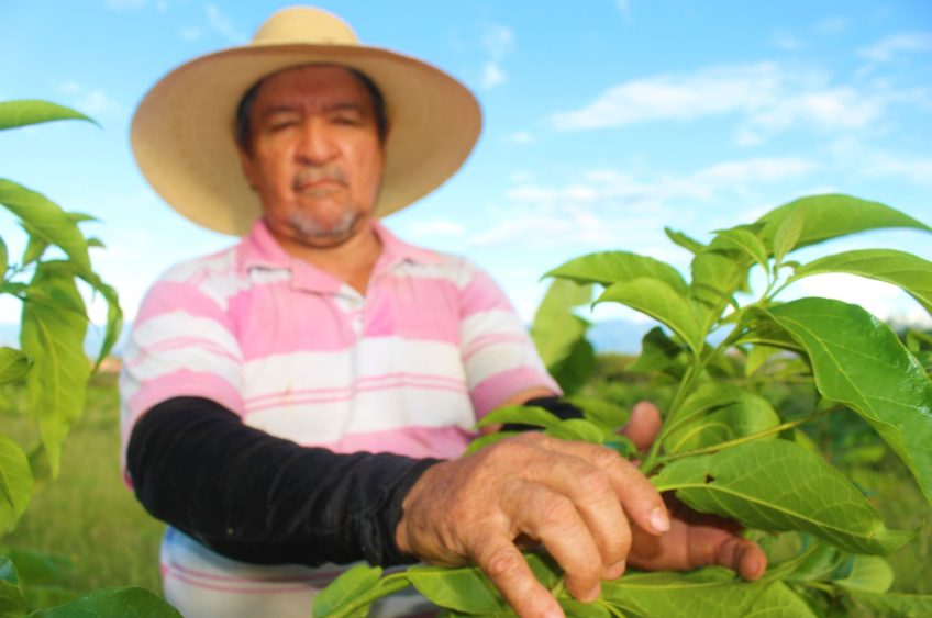 Grupo Ecopetrol siembra más de 615 mil árboles en Huila entre 2018 y 2025