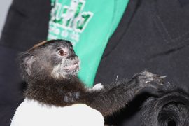 La CAM rescata tití amazónico en Neiva