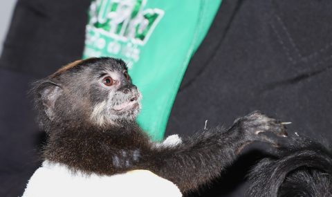 La CAM rescata tití amazónico en Neiva