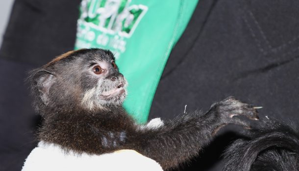 La CAM rescata tití amazónico en Neiva