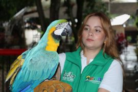 Rescatan animales silvestres del cautiverio en el Huila