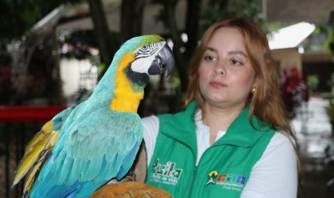 Rescatan animales silvestres del cautiverio en el Huila