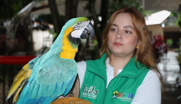 Rescatan animales silvestres del cautiverio en el Huila