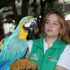 Rescatan animales silvestres del cautiverio en el Huila
