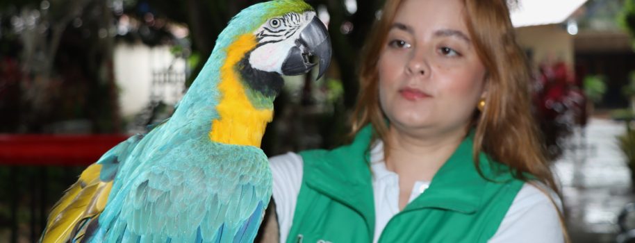 Rescatan animales silvestres del cautiverio en el Huila