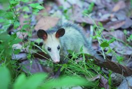 La CAM rescató, rehabilitó y liberó a 16 animales silvestres en el Huila