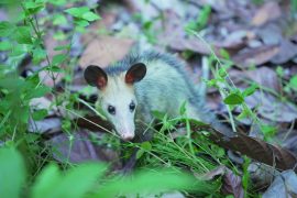 La CAM rescató, rehabilitó y liberó a 16 animales silvestres en el Huila