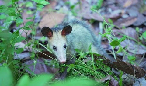 La CAM rescató, rehabilitó y liberó a 16 animales silvestres en el Huila