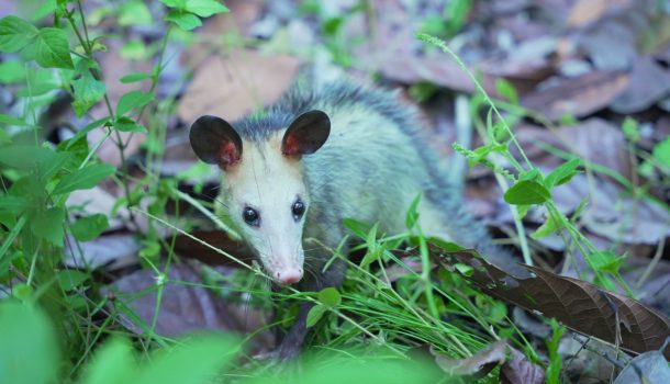 La CAM rescató, rehabilitó y liberó a 16 animales silvestres en el Huila