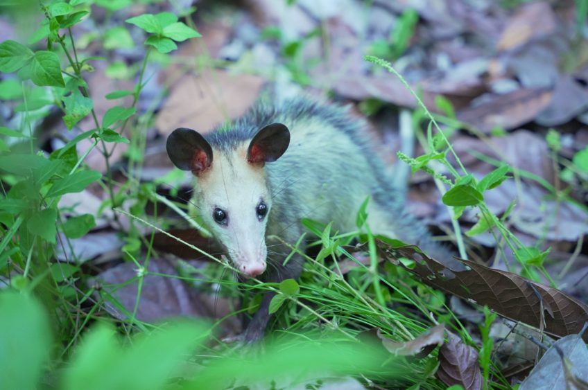 La CAM rescató, rehabilitó y liberó a 16 animales silvestres en el Huila