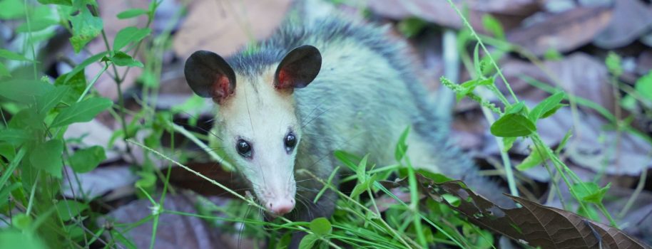 La CAM rescató, rehabilitó y liberó a 16 animales silvestres en el Huila