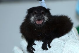 La CAM logró rescatar a segundo mono titi amazónico en el Huila