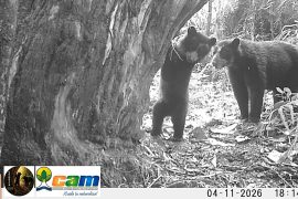Una nueva generación de osos andinos crece en el Huila