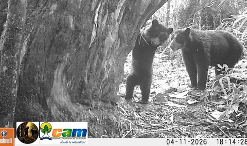 Una nueva generación de osos andinos crece en el Huila