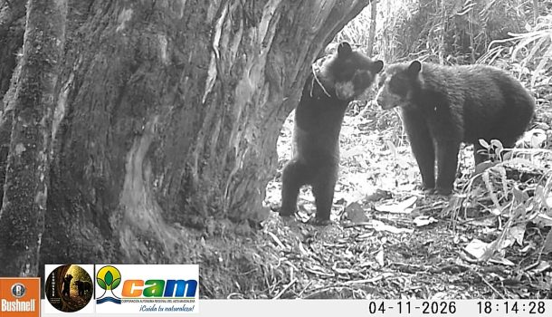 Una nueva generación de osos andinos crece en el Huila