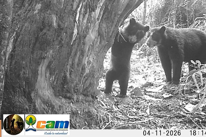 Una nueva generación de osos andinos crece en el Huila