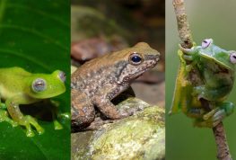El Huila logra tres nuevos registros de ranas