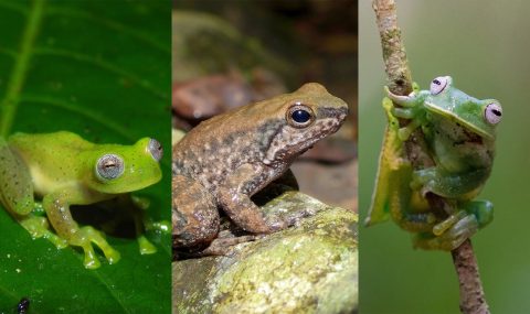 El Huila logra tres nuevos registros de ranas