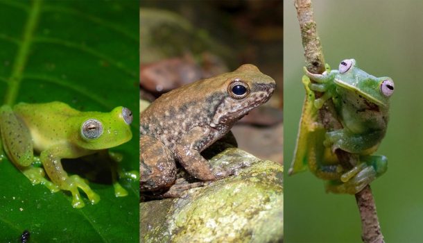 El Huila logra tres nuevos registros de ranas