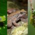 El Huila logra tres nuevos registros de ranas