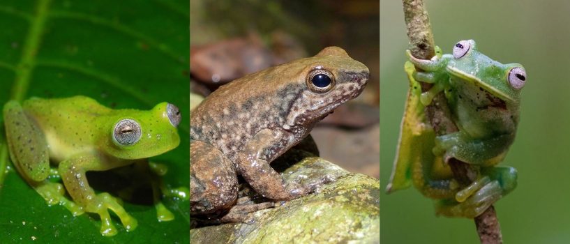 El Huila logra tres nuevos registros de ranas