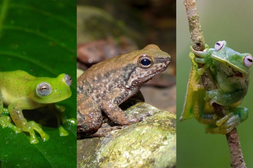 El Huila logra tres nuevos registros de ranas