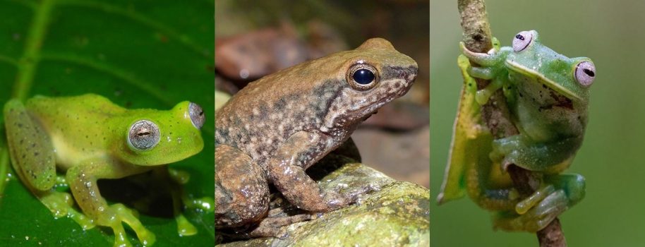 El Huila logra tres nuevos registros de ranas