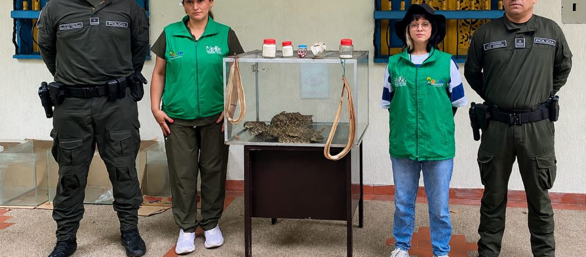 Rescatan serpientes cascabel en Huila que pretendían sacrificar para supuestos productos medicinales