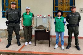Rescatan serpientes cascabel en Huila que pretendían sacrificar para supuestos productos medicinales